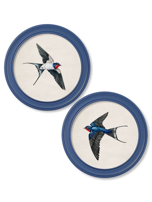 c.1875 Swallows in Round Frames Blue in size 44 x 44cm - glass-fronted framed wall art print with solid wood frame, perfect for statement wall decor