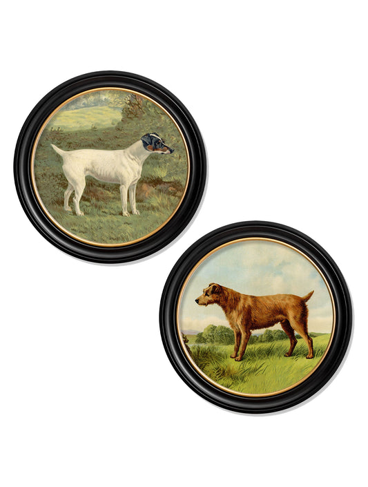 c.1881 Terriers - Round Frame in size 44 x 44cm - glass-fronted framed wall art print with solid wood frame, luxury wall art for sophisticated spaces