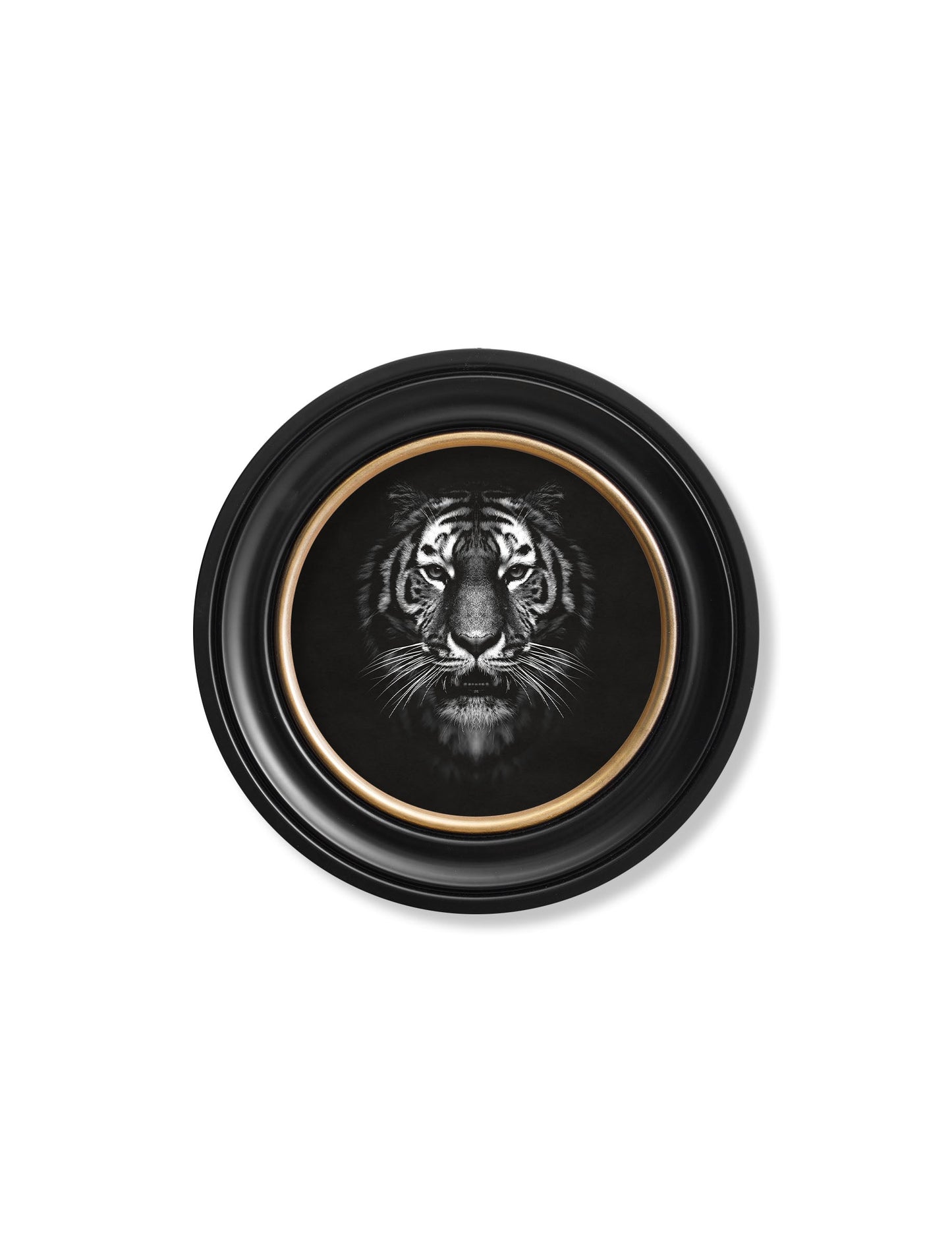 wildlife photography tiger round frame - premium glass-fronted framed art print with solid wood frame, ideal for contemporary home styling