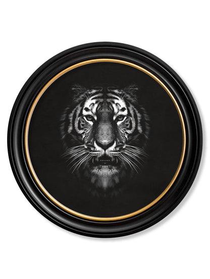 Wildlife Photography - Tiger - Round Frame in size 70 x 70cm - glass-fronted framed wall art print with solid wood frame, perfect for statement wall decor