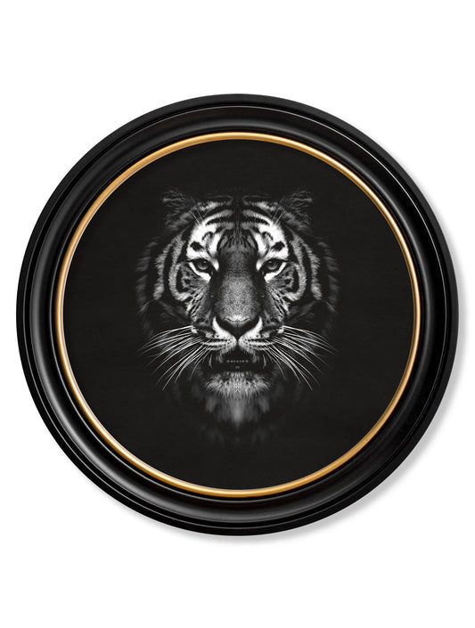 Wildlife Photography - Tiger - Round Frame in size 70 x 70cm - glass-fronted framed wall art print with solid wood frame, perfect for statement wall decor