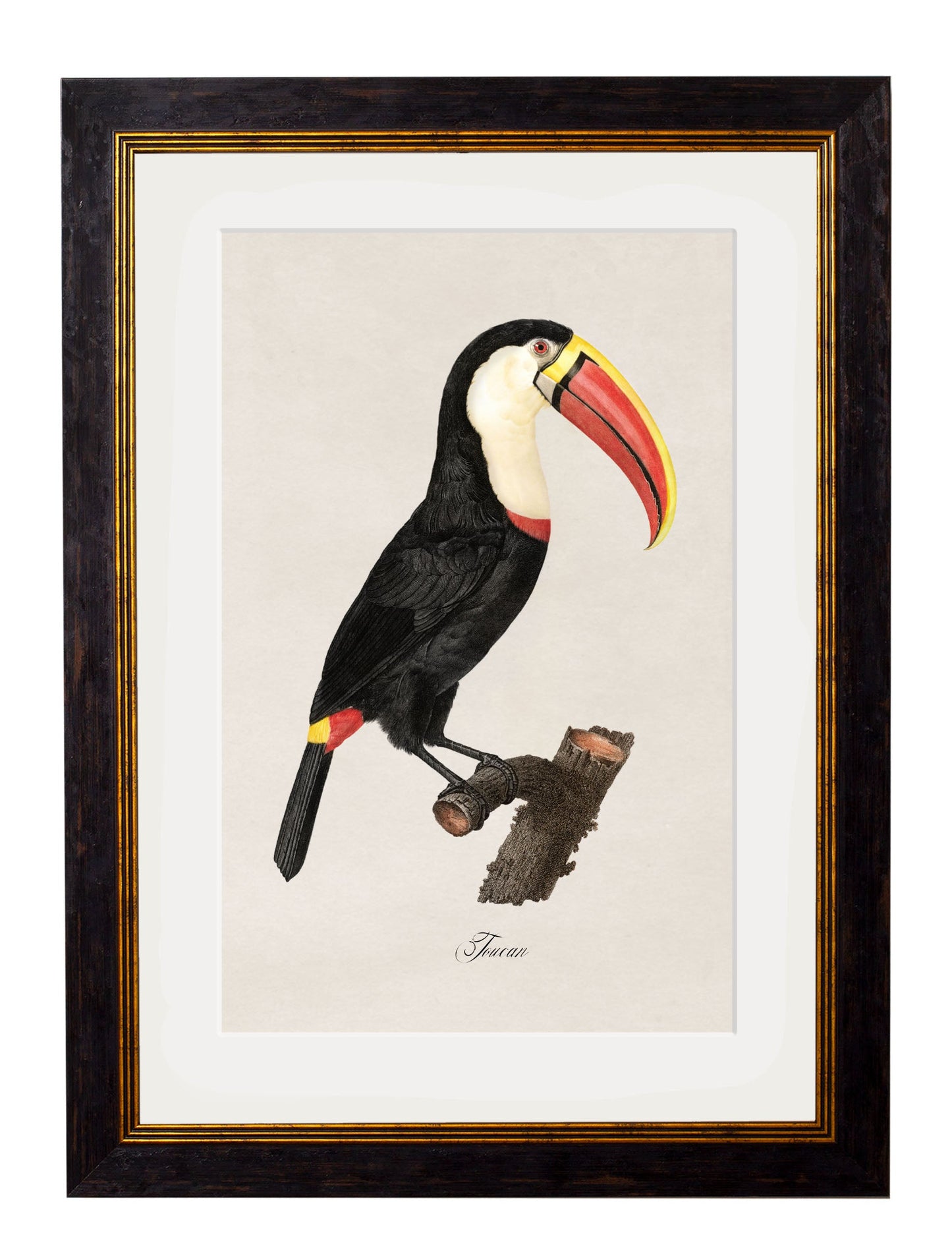 c 1809 toucan giclee print in size 38 x 50cm - glass-fronted framed wall art print with solid wood frame, ideal for contemporary home styling