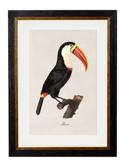 c 1809 toucan giclee print in size 38 x 50cm - glass-fronted framed wall art print with solid wood frame, ideal for contemporary home styling
