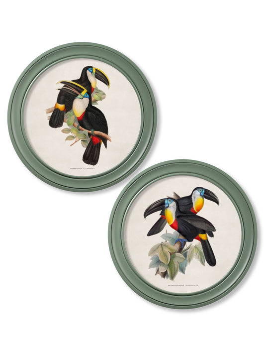 c.1848 Toucans - Round Frames Green in size 44 x 44 cm - glass-fronted framed wall art print with solid wood frame, a beautiful addition to stylish homes