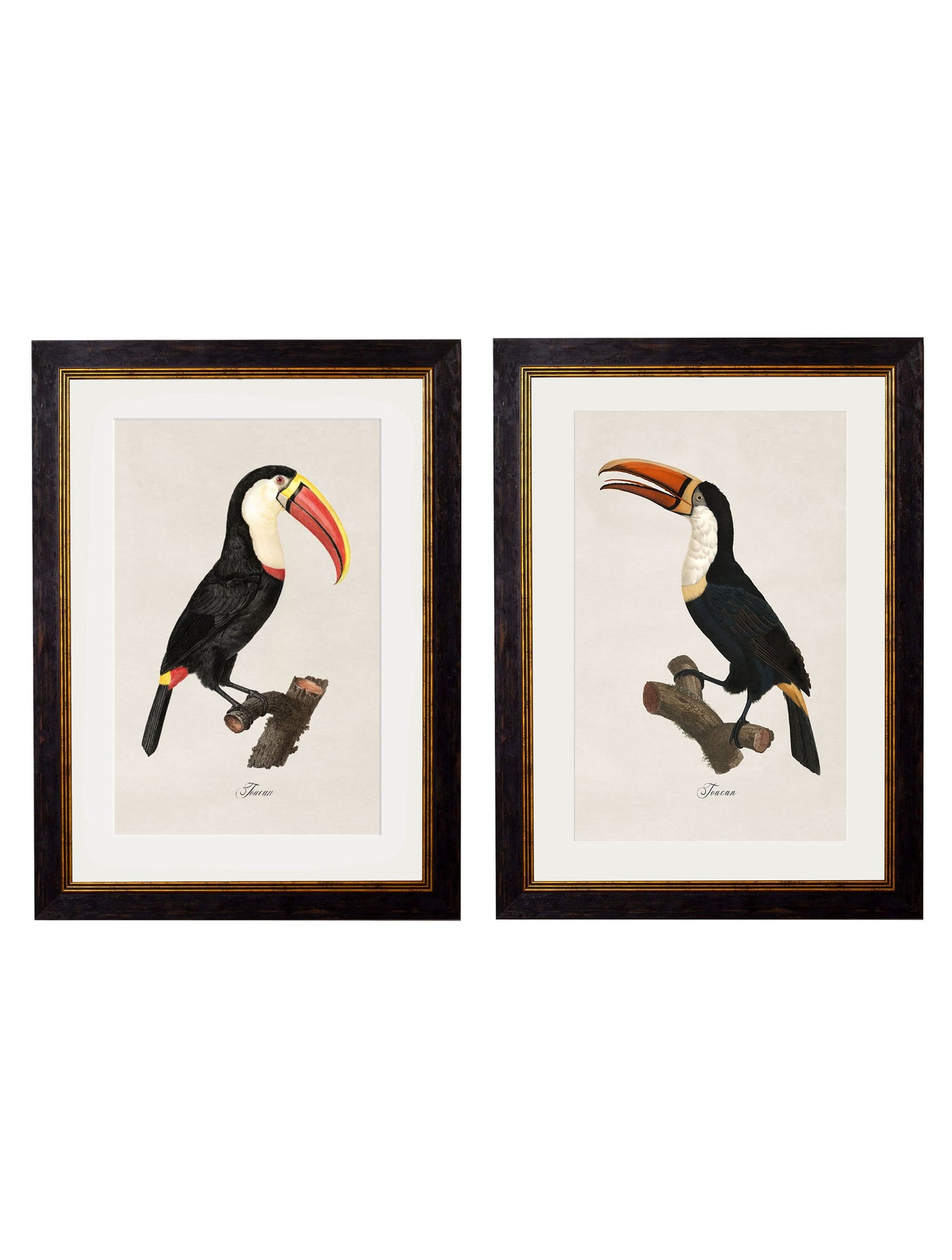 c.1809 Toucans in size 38 x 50cm - glass-fronted framed wall art print with solid wood frame, adds elegance to your decor