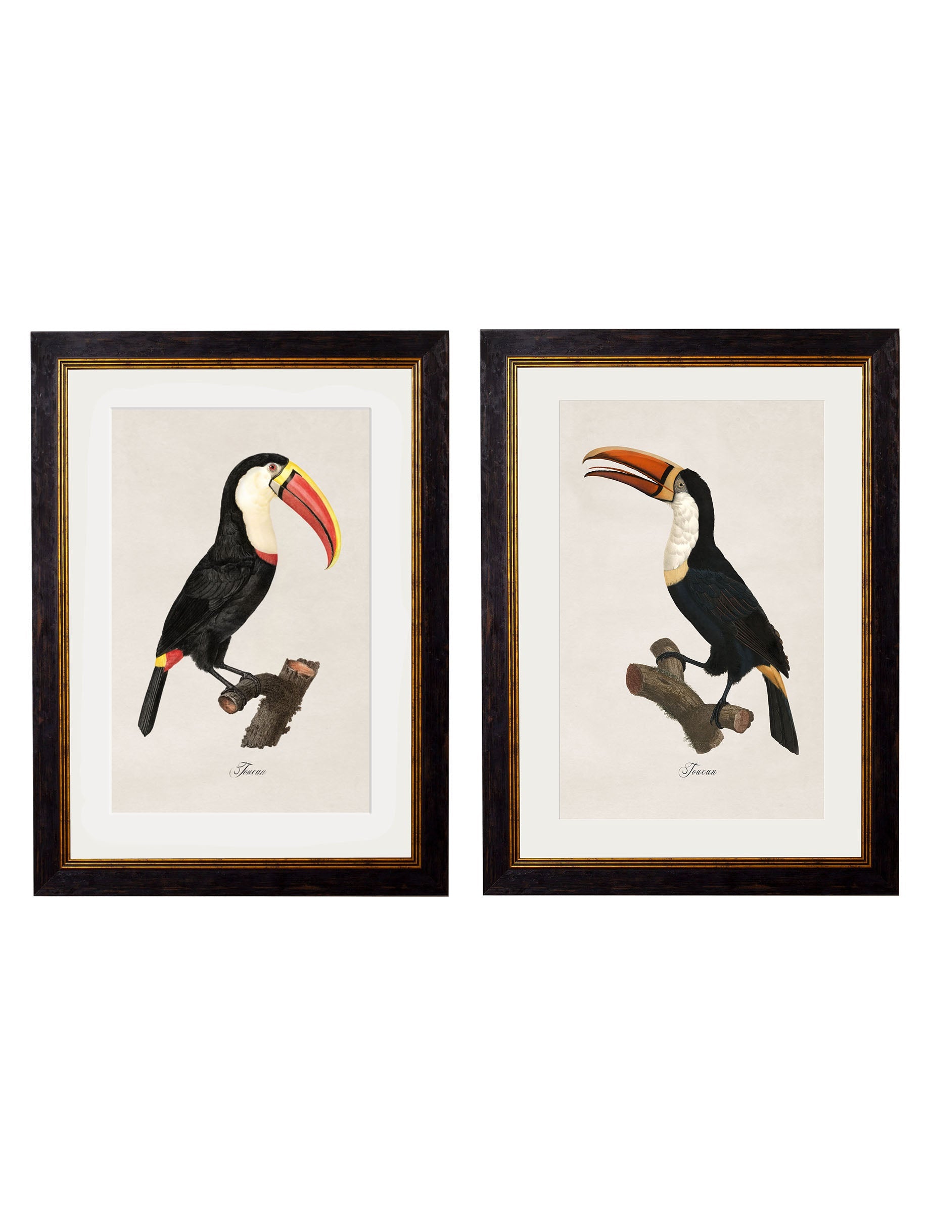 c.1809 Toucans in size 38 x 50cm - glass-fronted framed wall art print with solid wood frame, adds elegance to your decor