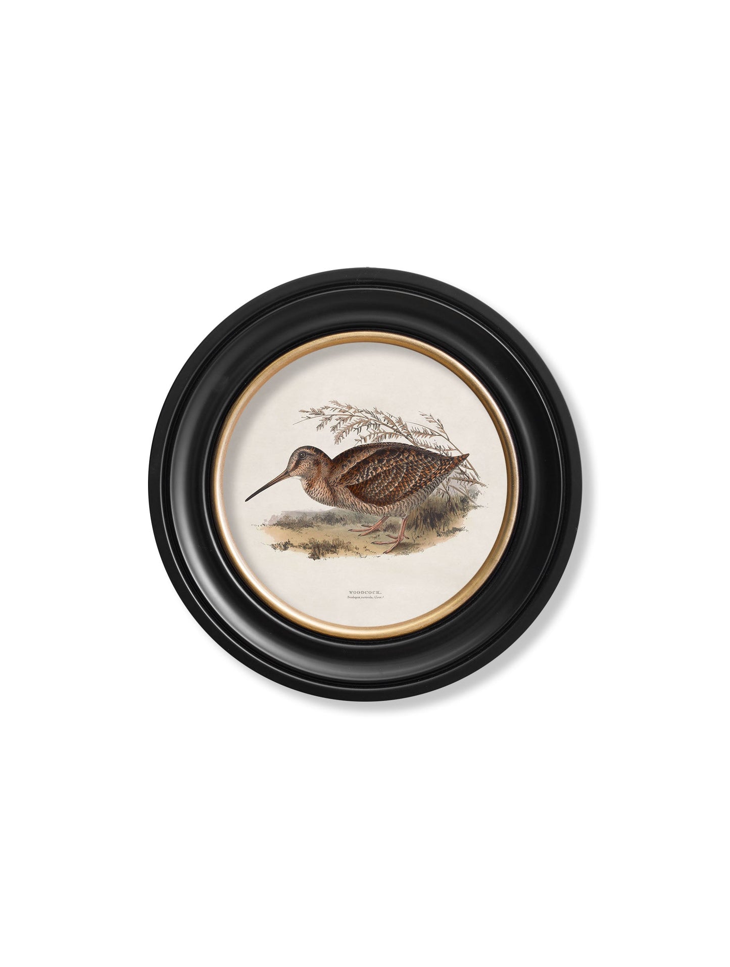 c 1837s british game birds round in size 70 x 70cm - glass-fronted framed wall art print with solid wood frame, a beautiful addition to stylish homes
