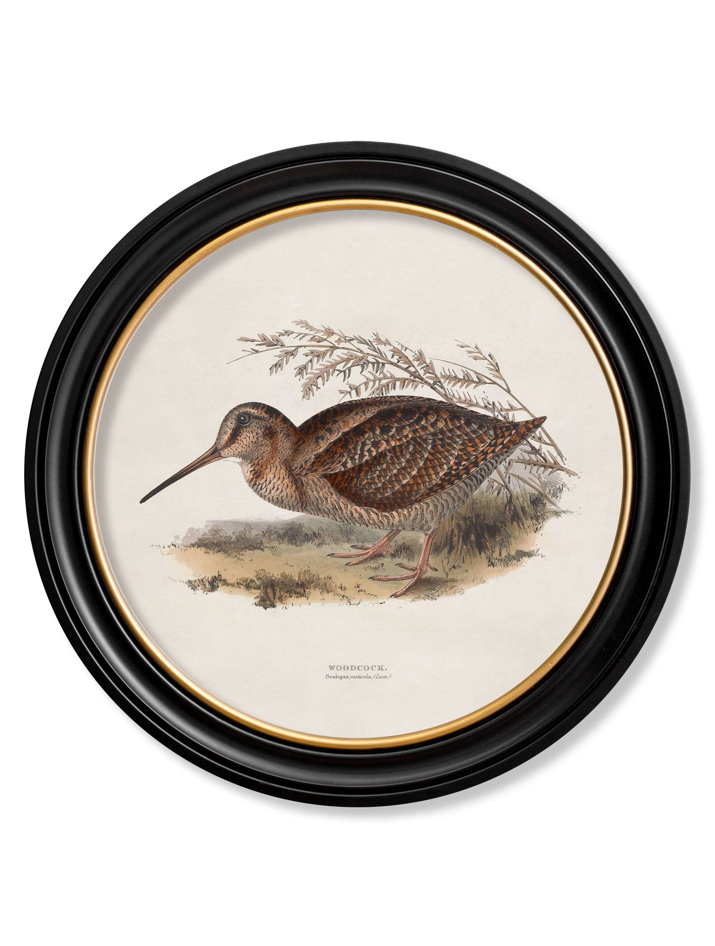 c 1837s british game birds round in size 70 x 70cm - glass-fronted framed wall art print with solid wood frame, ideal for contemporary home styling