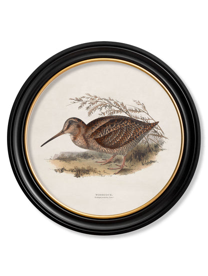c 1837s british game birds round in size 70 x 70cm - glass-fronted framed wall art print with solid wood frame, ideal for contemporary home styling