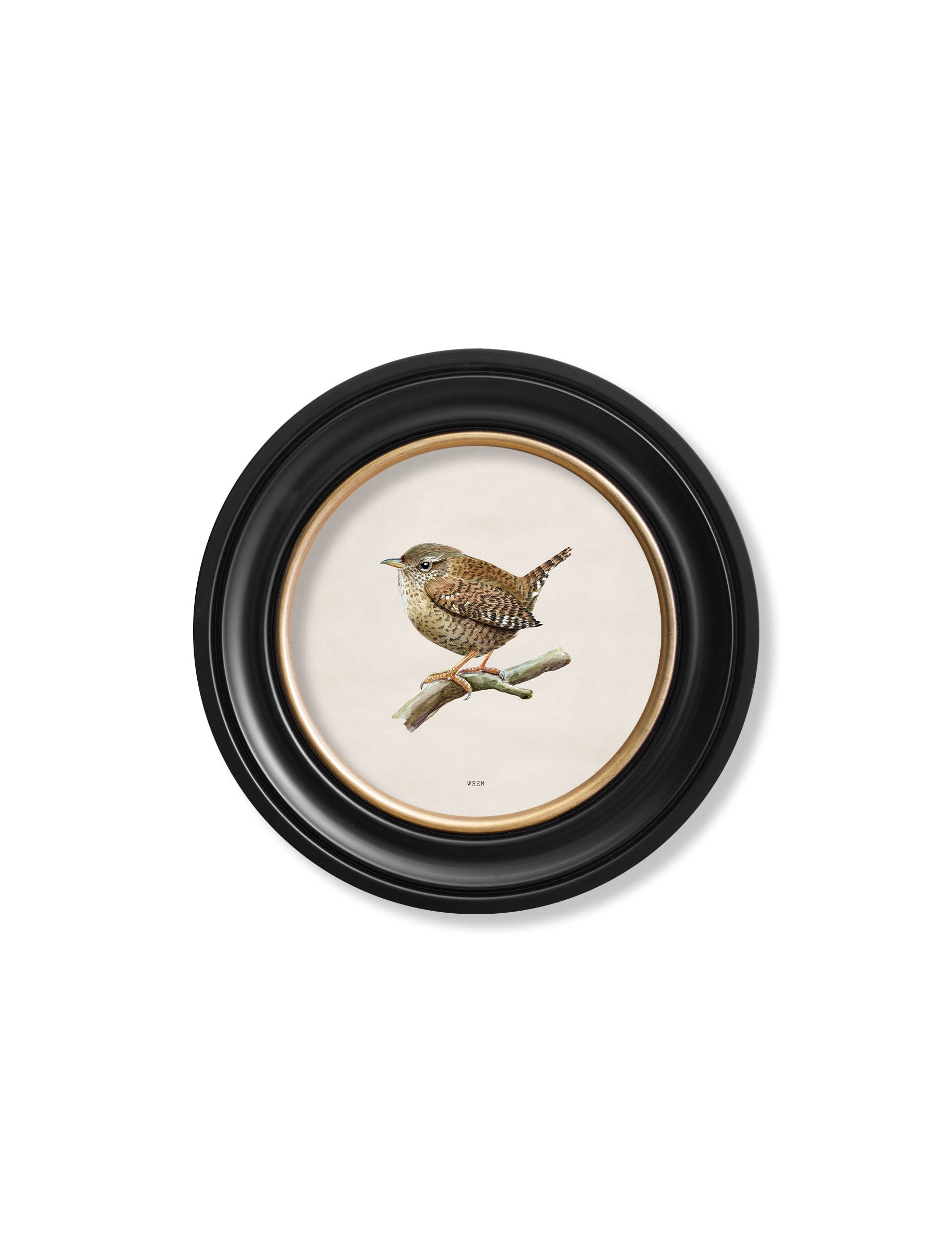 wren in round frame - premium glass-fronted framed art print with solid wood frame, ideal for modern interiors