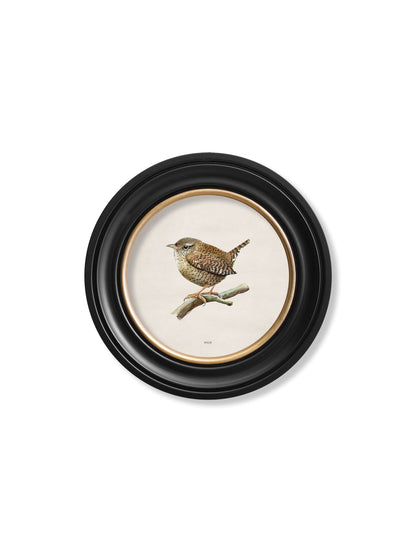 wren in round frame - premium glass-fronted framed art print with solid wood frame, ideal for modern interiors
