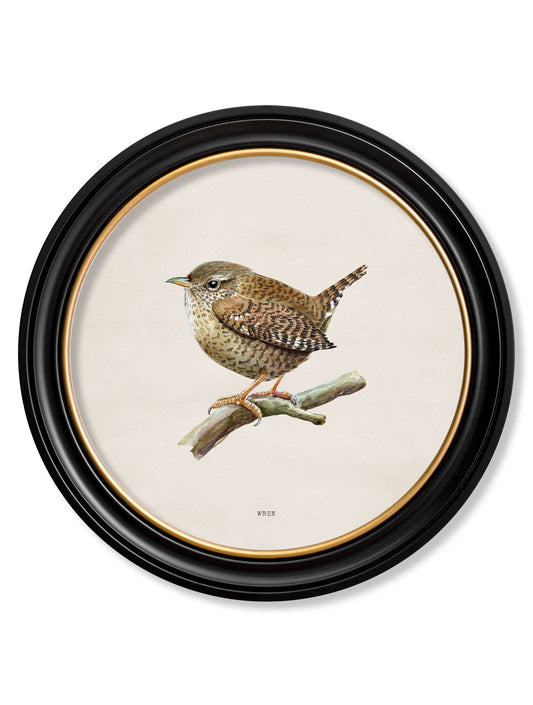 Wren in Round Frame in size 44 x 44 cm - glass-fronted framed wall art print with solid wood frame, ideal for modern interiors