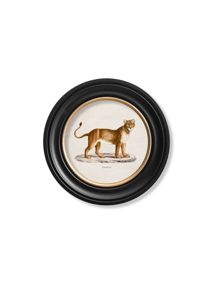 c 1800s lion lioness round frames in size 70 x 70cm - glass-fronted framed wall art print with solid wood frame, a beautiful addition to stylish homes