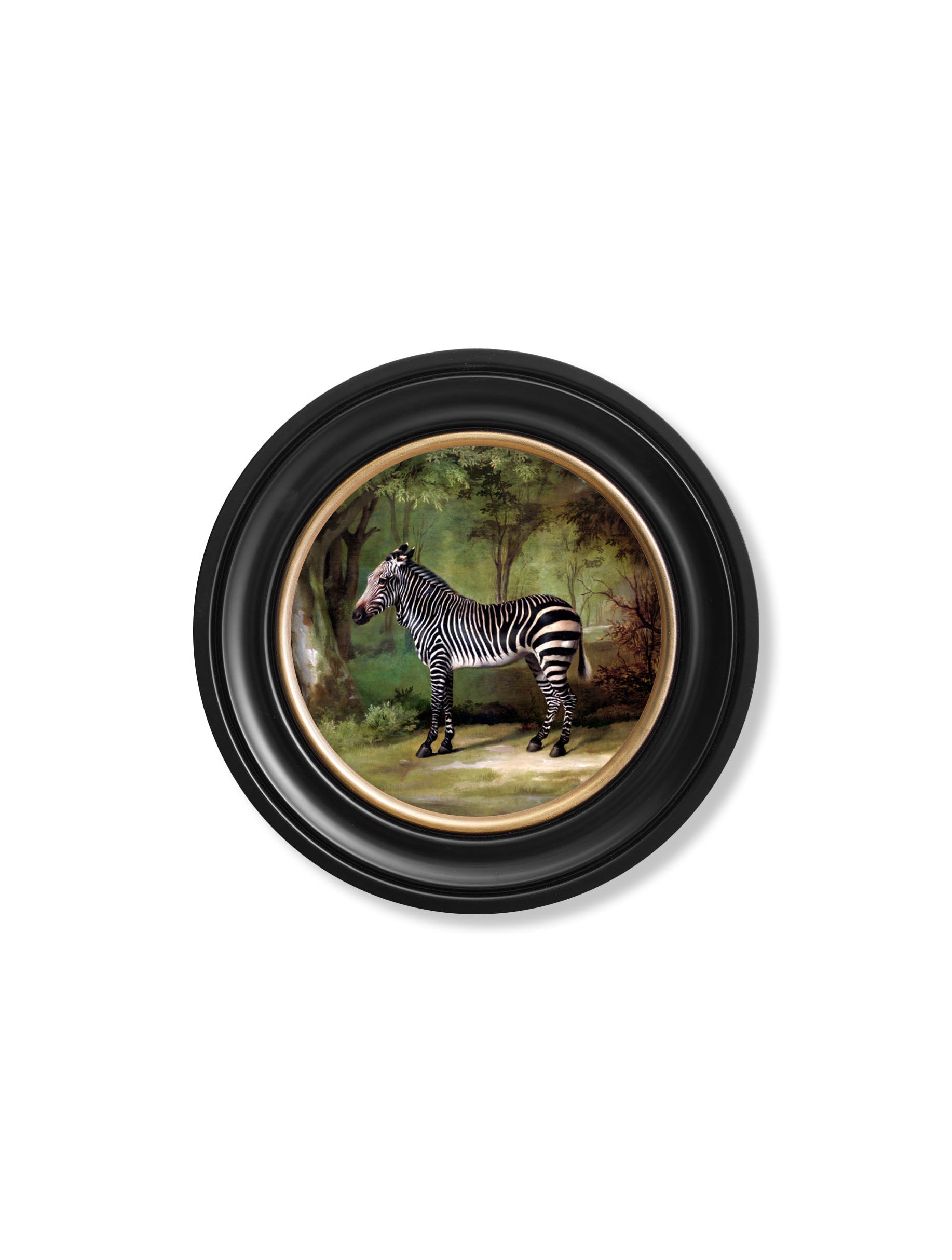 c 1763 george stubbs zebra round frame in size 96 x 96cm - glass-fronted framed wall art print with solid wood frame, designed for high-end interior design