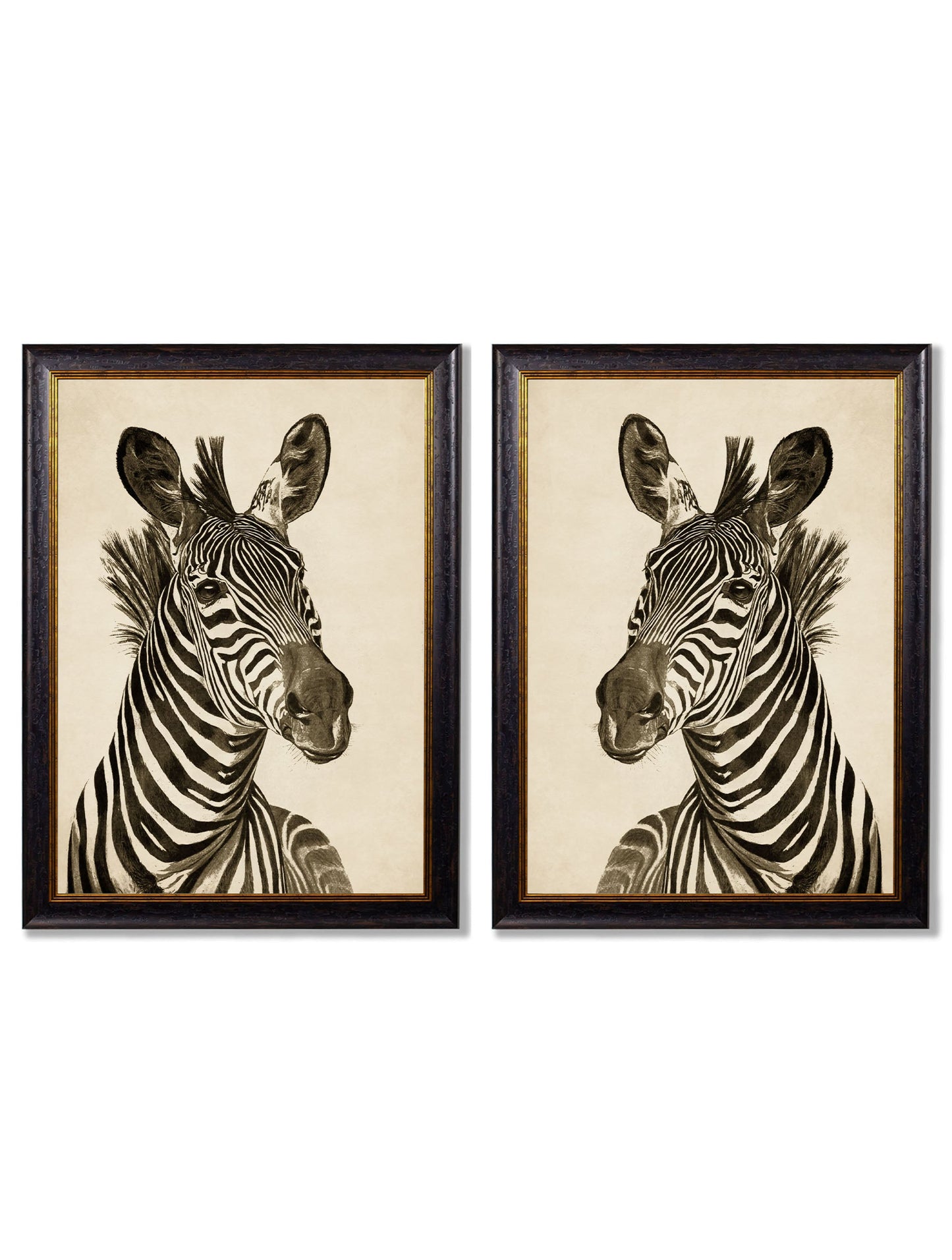 c1890 Zebra Illustrations - Dark in size 38 x 50cm - glass-fronted framed wall art print with solid wood frame, designed for high-end interior design