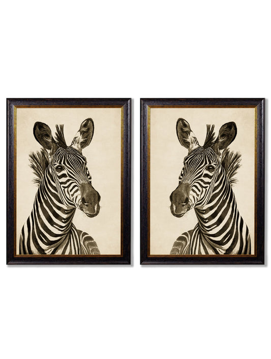 c1890 Zebra Illustrations - Dark in size 38 x 50cm - glass-fronted framed wall art print with solid wood frame, designed for high-end interior design