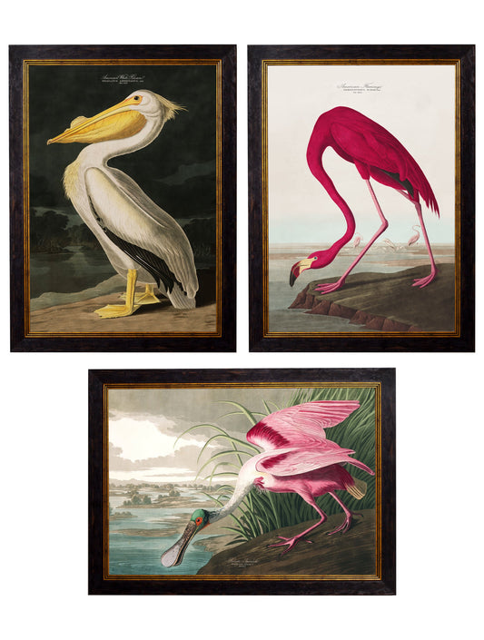 c.1838 Audubon's Birds of America in size 38 x 50cm - glass-fronted framed wall art print with solid wood frame, ideal for contemporary home styling