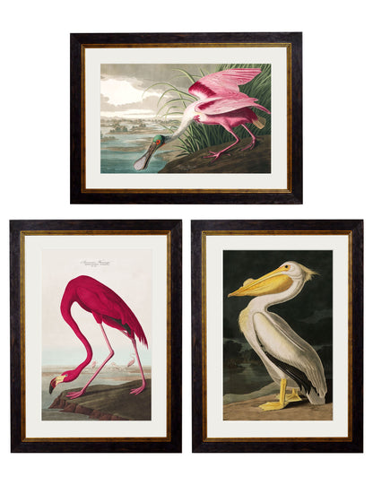 c 1838 audubons birds of america in size 38 x 50cm - glass-fronted framed wall art print with solid wood frame, designed for high-end interior design