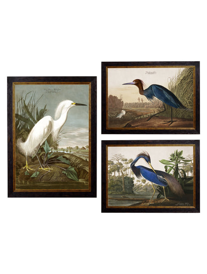 c.1838 Audubon's Herons in size 38 x 50cm - glass-fronted framed wall art print with solid wood frame, perfect for luxury home decor