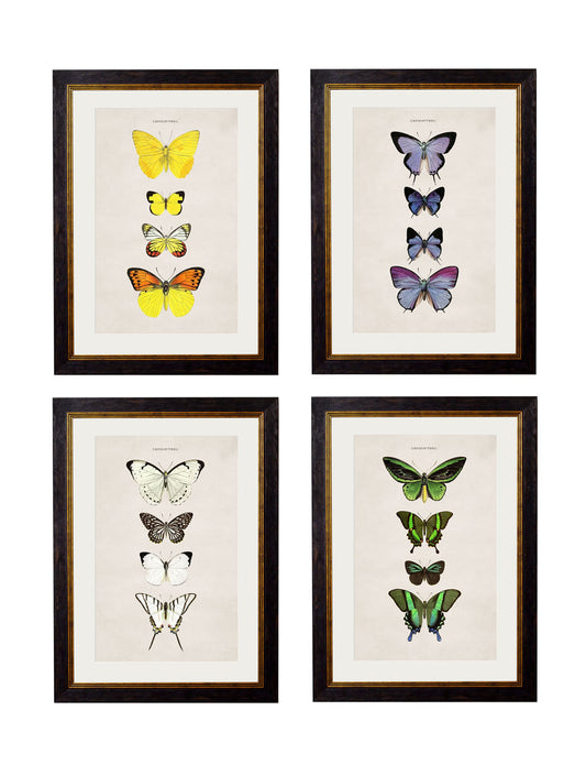 c.1835 Butterflies in size 38 x 50cm - glass-fronted framed wall art print with solid wood frame, perfect for statement wall decor