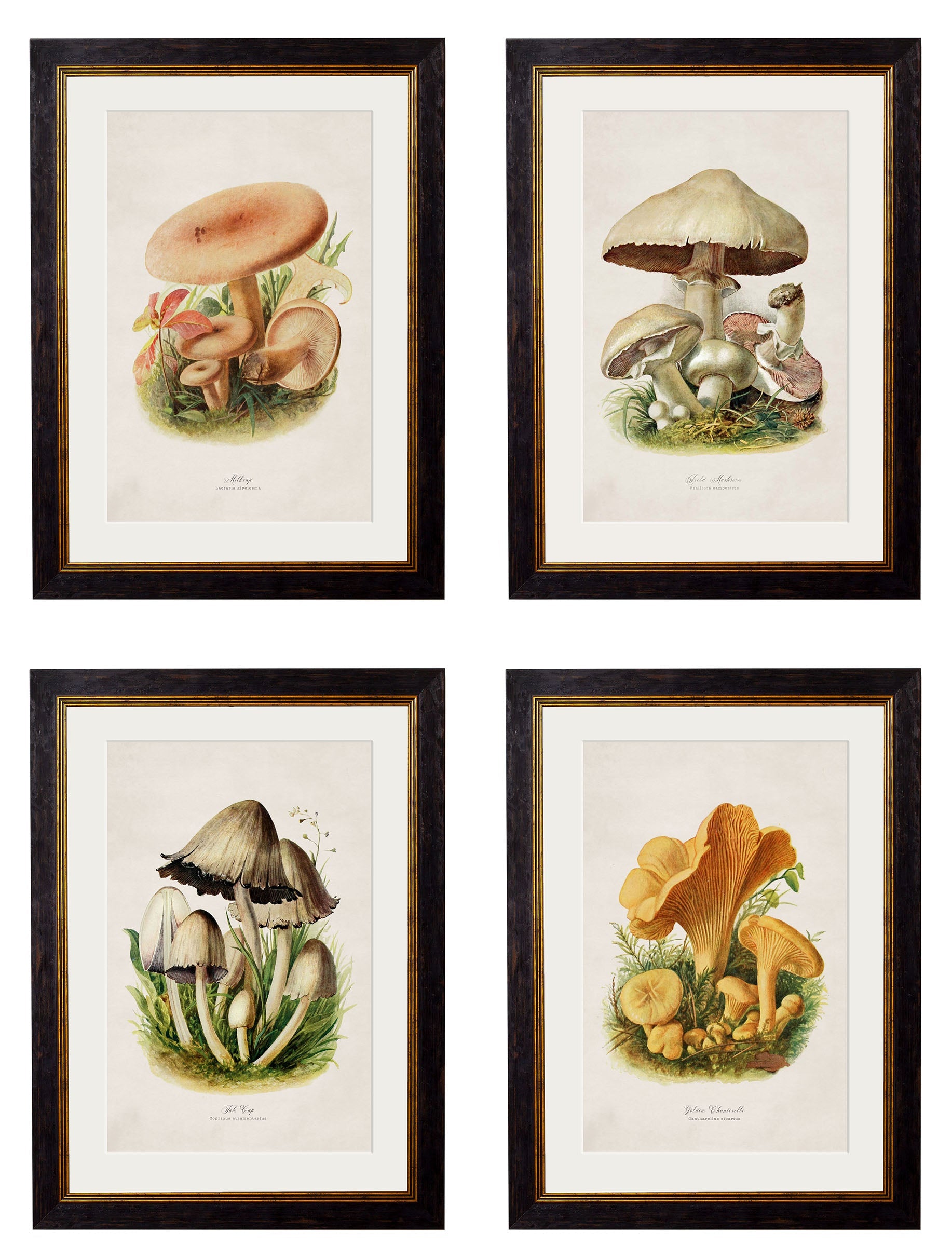 c.1913 Edible Mushrooms in size 38 x 50cm - glass-fronted framed wall art print with solid wood frame, ideal for modern interiors