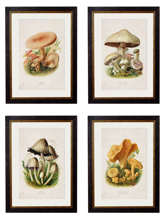 c.1913 Edible Mushrooms in size 38 x 50cm - glass-fronted framed wall art print with solid wood frame, ideal for modern interiors