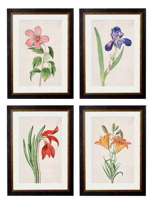 c.1780 Flowering Plants in size 38 x 50cm - glass-fronted framed wall art print with solid wood frame, designed for high-end interior design