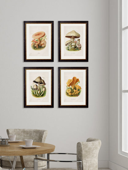 c 1913 edible mushrooms in size 38 x 50cm - glass-fronted framed wall art print with solid wood frame, a beautiful addition to stylish homes
