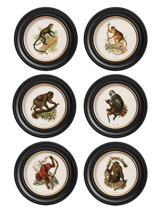 c.1910 Collection of Primates in Round Frames in size 44 x 44cm - glass-fronted framed wall art print with solid wood frame, perfect for statement wall decor
