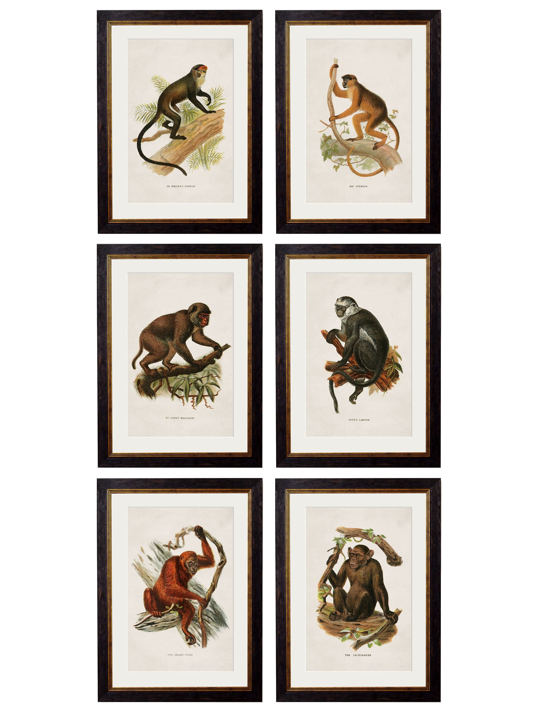 c.1910 Collection of Primates in size 38 x 50cm - glass-fronted framed wall art print with solid wood frame, perfect for statement wall decor