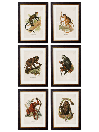 c.1910 Collection of Primates in size 38 x 50cm - glass-fronted framed wall art print with solid wood frame, perfect for statement wall decor