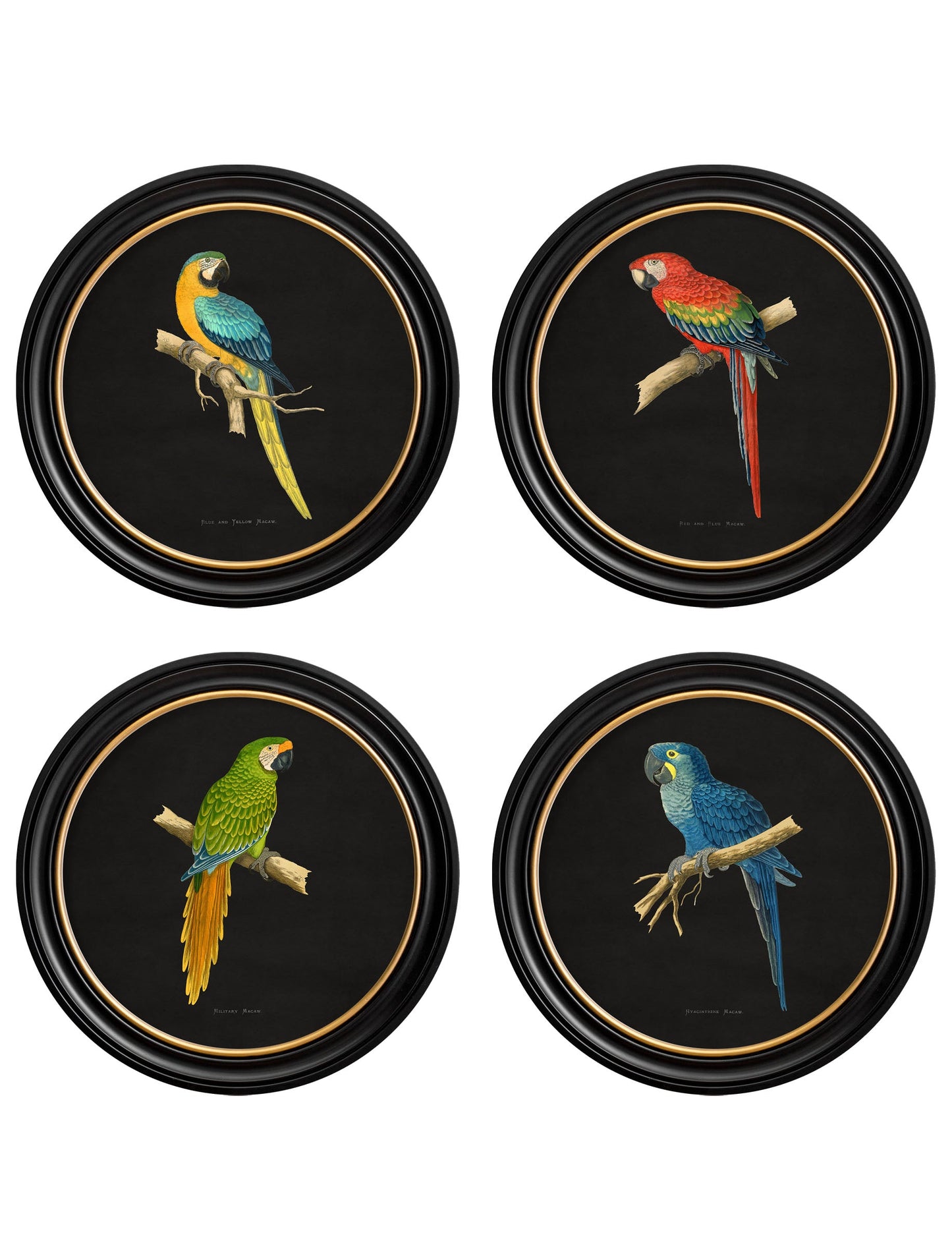 C.1884 Collection of Macaws in Round Frames - Black in size 44 x 44cm - glass-fronted framed wall art print with solid wood frame, luxury wall art for sophisticated spaces