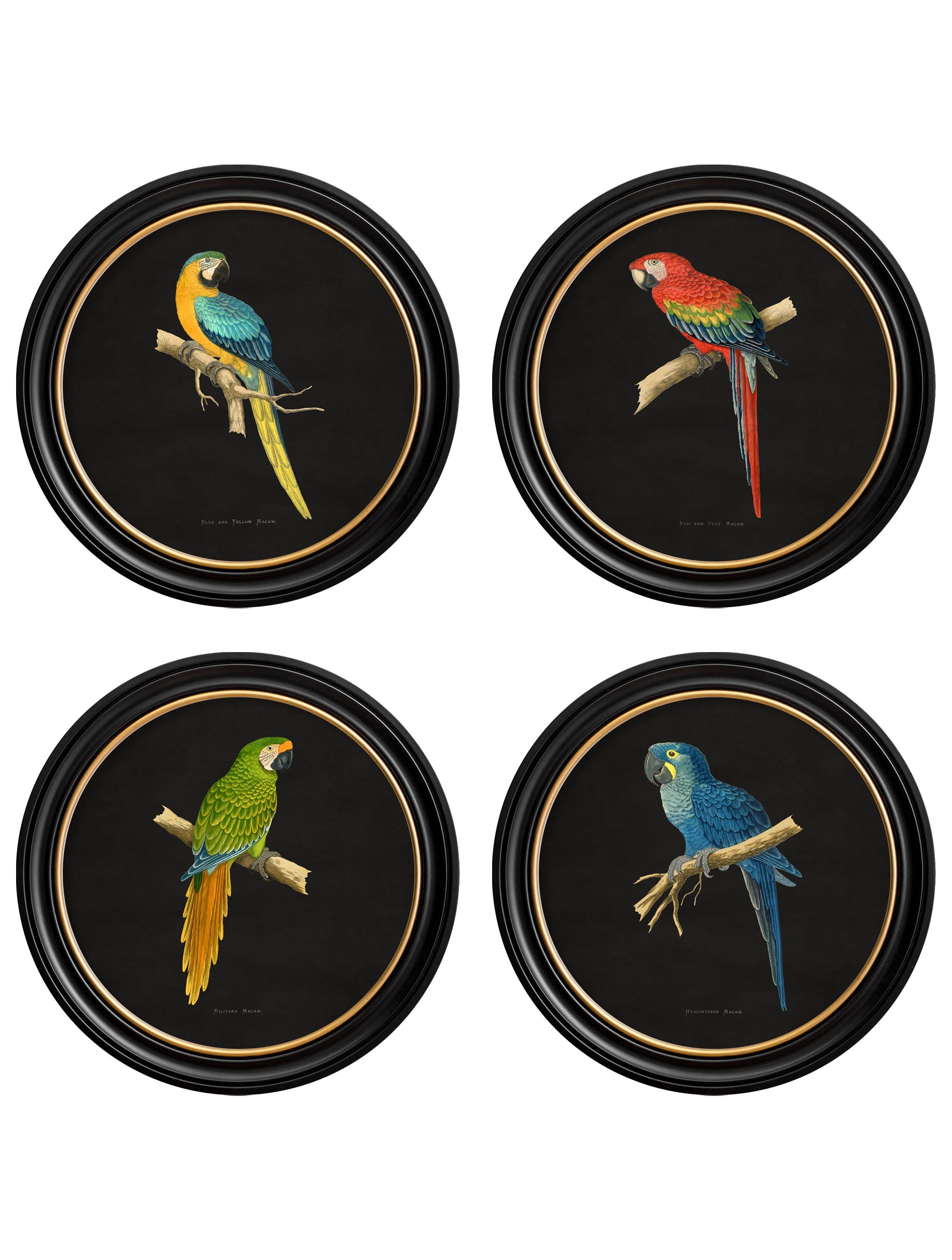 C.1884 Collection of Macaws in Round Frames - Black in size 44 x 44cm - glass-fronted framed wall art print with solid wood frame, luxury wall art for sophisticated spaces