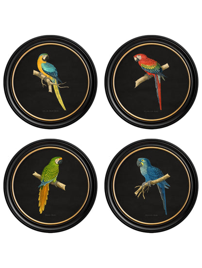 C.1884 Collection of Macaws in Round Frames - Black in size 44 x 44cm - glass-fronted framed wall art print with solid wood frame, luxury wall art for sophisticated spaces