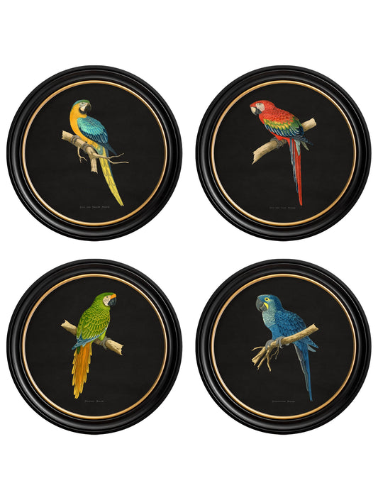 C.1884 Collection of Macaws in Round Frames - Black in size 44 x 44cm - glass-fronted framed wall art print with solid wood frame, luxury wall art for sophisticated spaces