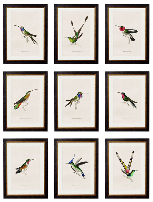 c.1833 Hummingbirds in size 38 x 50cm - glass-fronted framed wall art print with solid wood frame, adds elegance to your decor