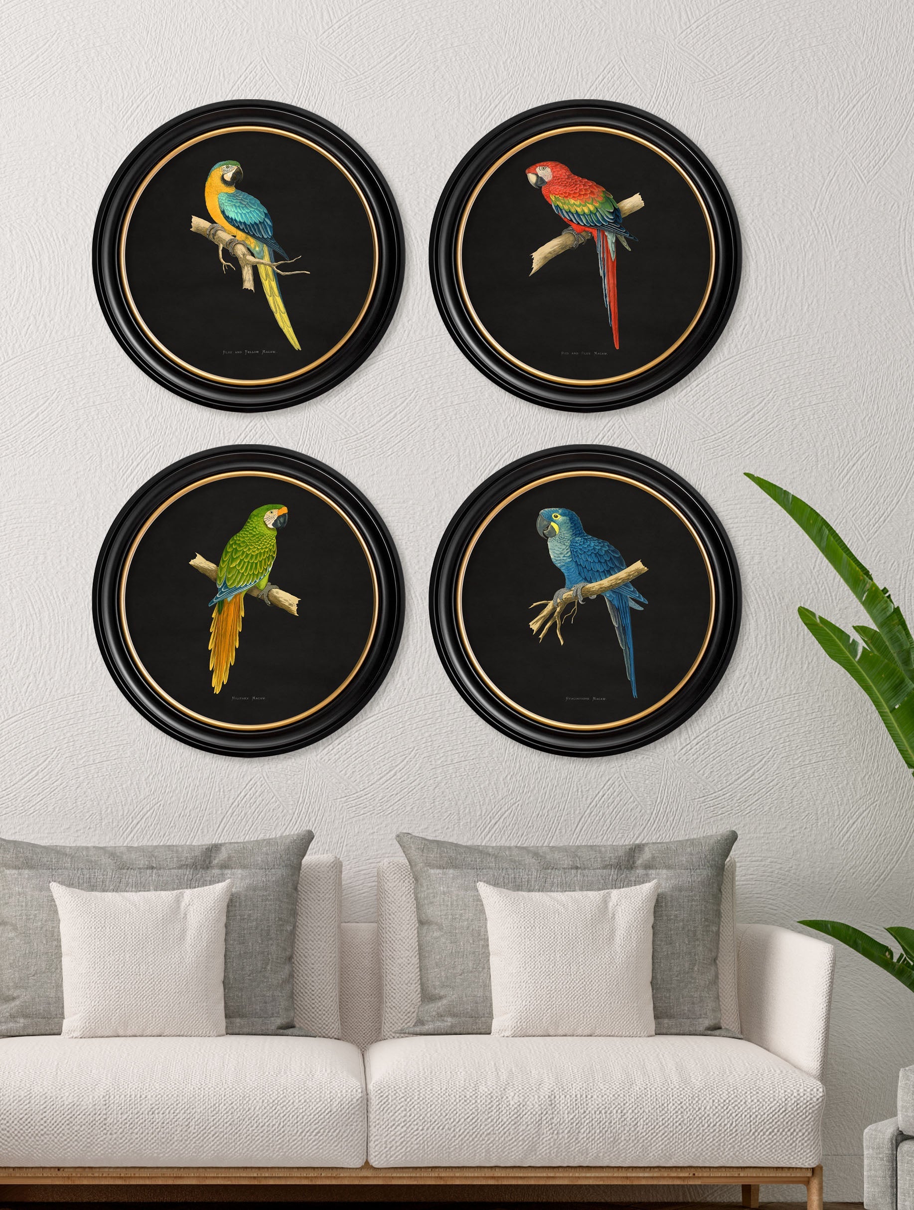 c 1884 collection of macaws in round frames black in size 44 x 44cm - glass-fronted framed wall art print with solid wood frame, perfect for luxury home decor