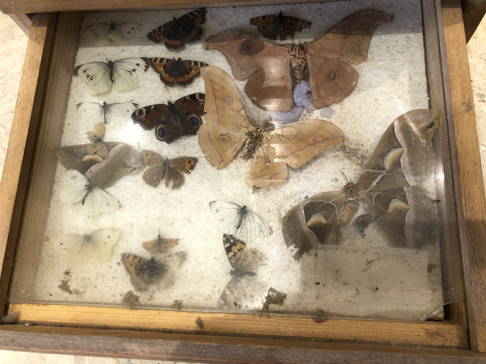 Antique Pine Collectors Cabinet Drawer Set With Collection Of ButterfliesThe Furniture Recycling Shop