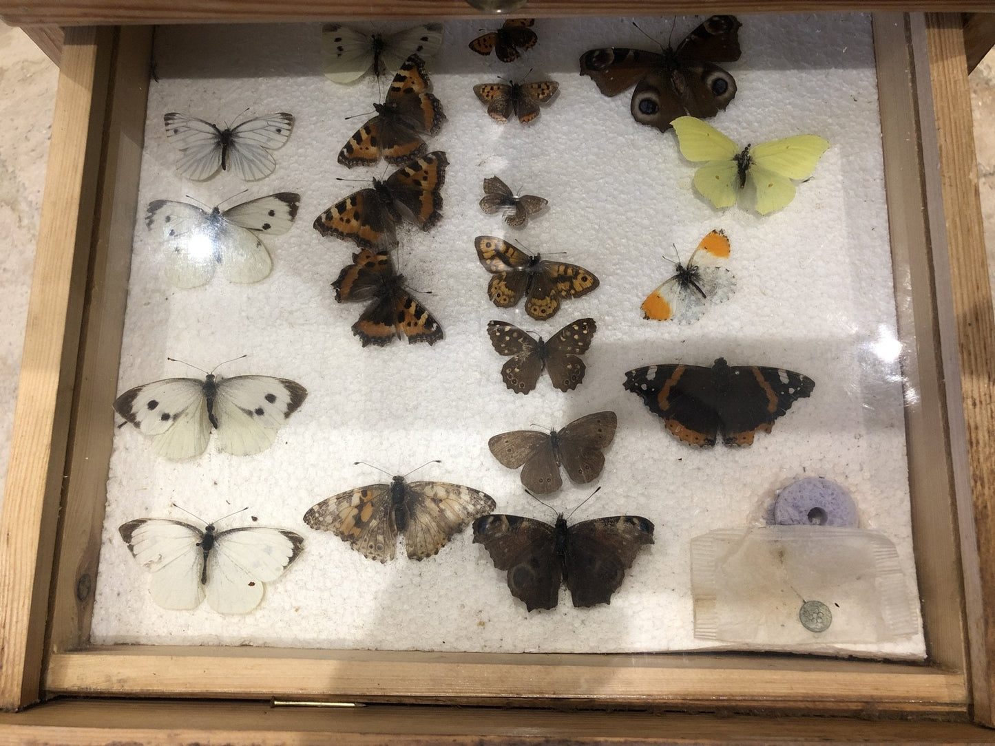 Antique Pine Collectors Cabinet Drawer Set With Collection Of ButterfliesThe Furniture Recycling Shop