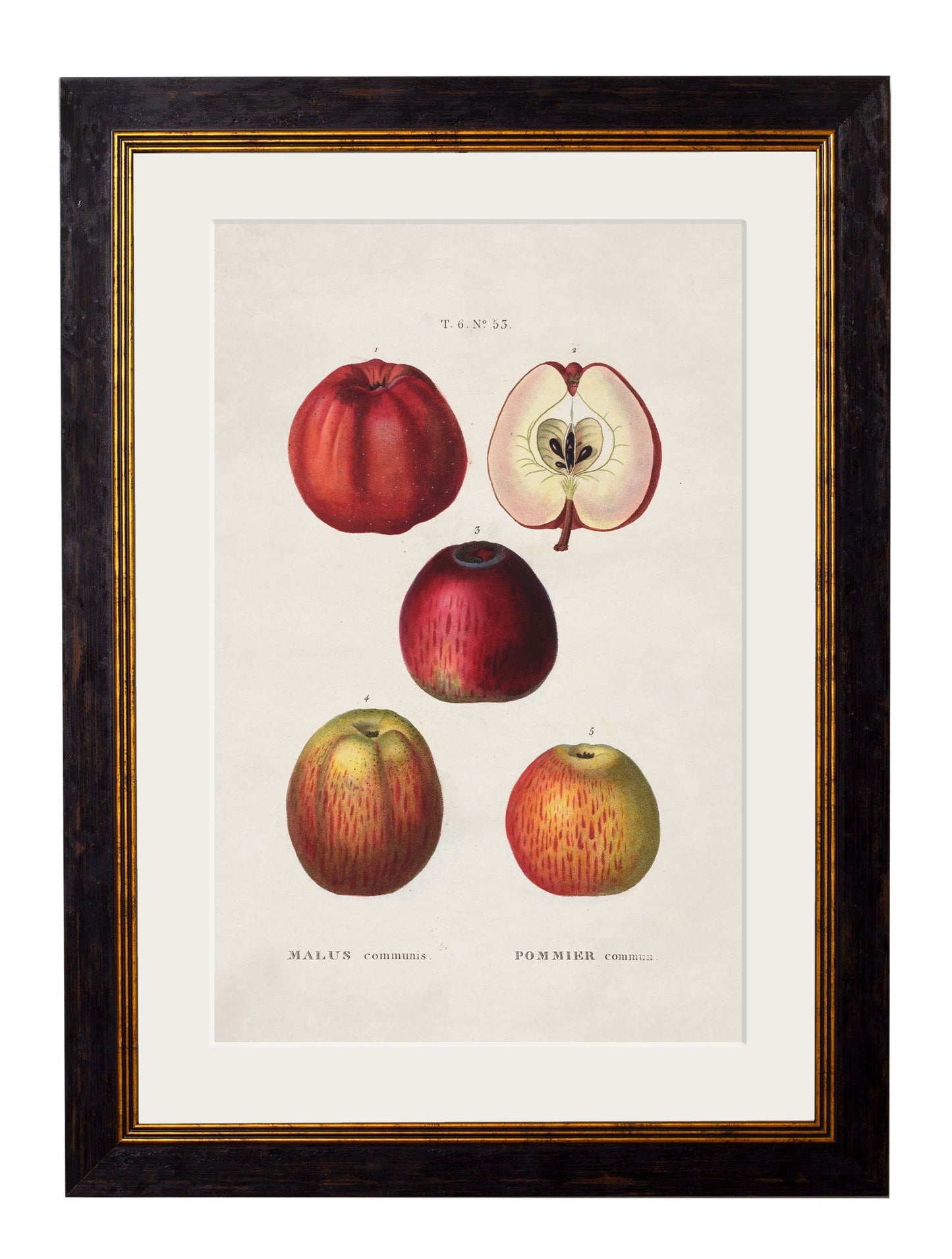 c 1819 european pears no 2 in size 38 x 50cm - glass-fronted framed wall art print with solid wood frame, ideal for modern interiors