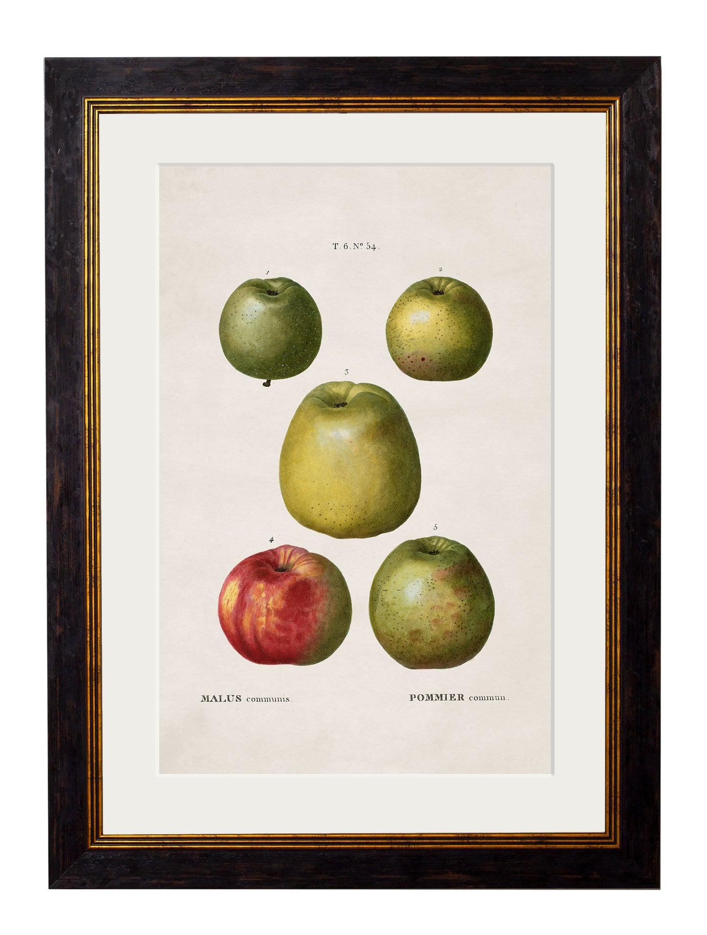 c 1819 european pears no 2 in size 38 x 50cm - glass-fronted framed wall art print with solid wood frame, luxury wall art for sophisticated spaces
