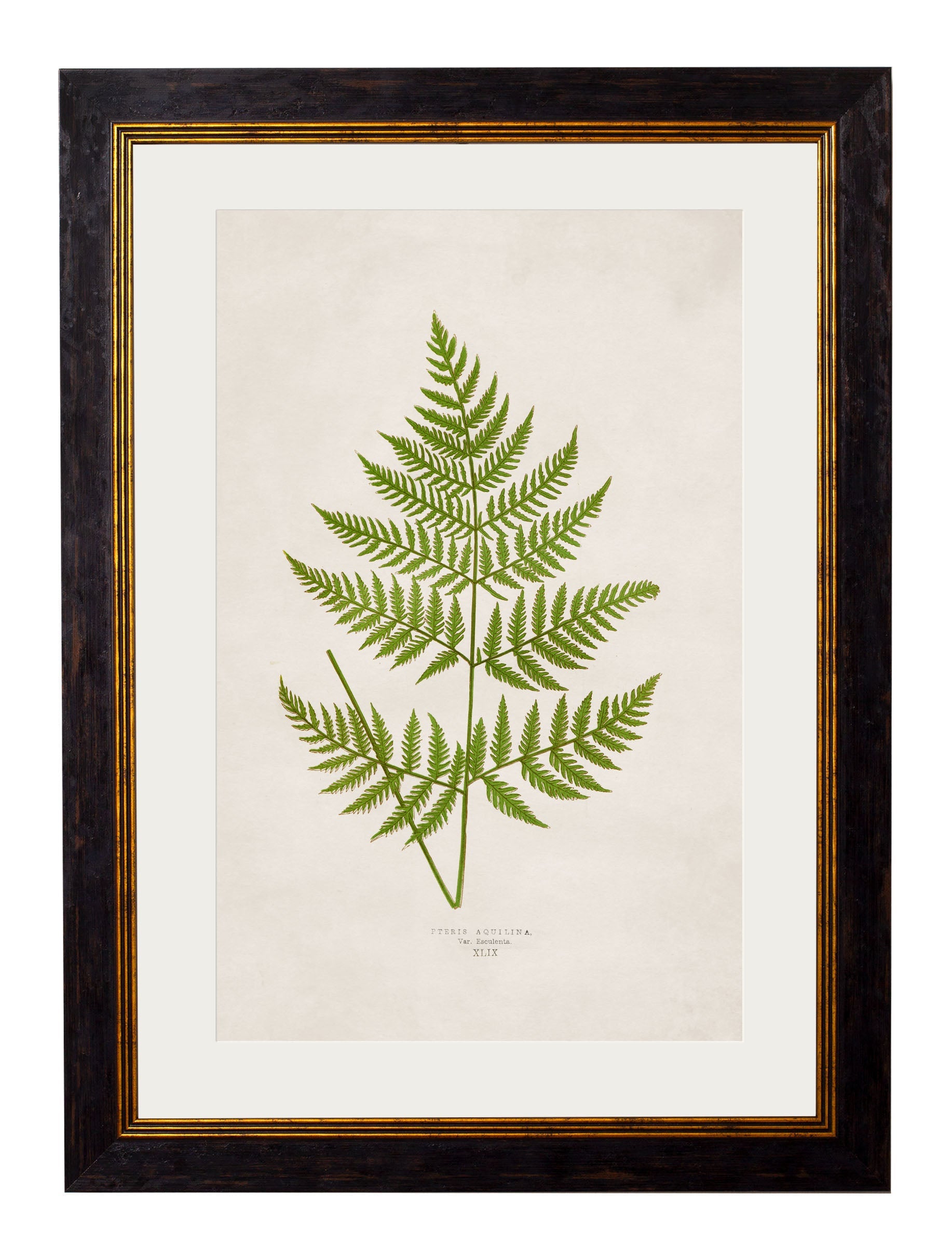 c 1864 collection of british ferns in size 38 x 50cm - glass-fronted framed wall art print with solid wood frame, ideal for modern interiors