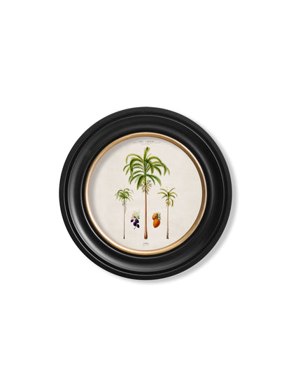 c 1843 studies of south american palm trees in round frames in size 70 x 70cm - glass-fronted framed wall art print with solid wood frame, perfect for statement wall decor