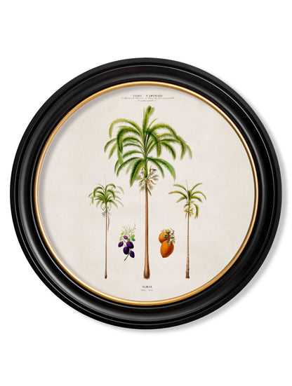 c 1843 studies of south american palm trees in round frames in size 44 x 44cm - glass-fronted framed wall art print with solid wood frame, perfect for luxury home decor