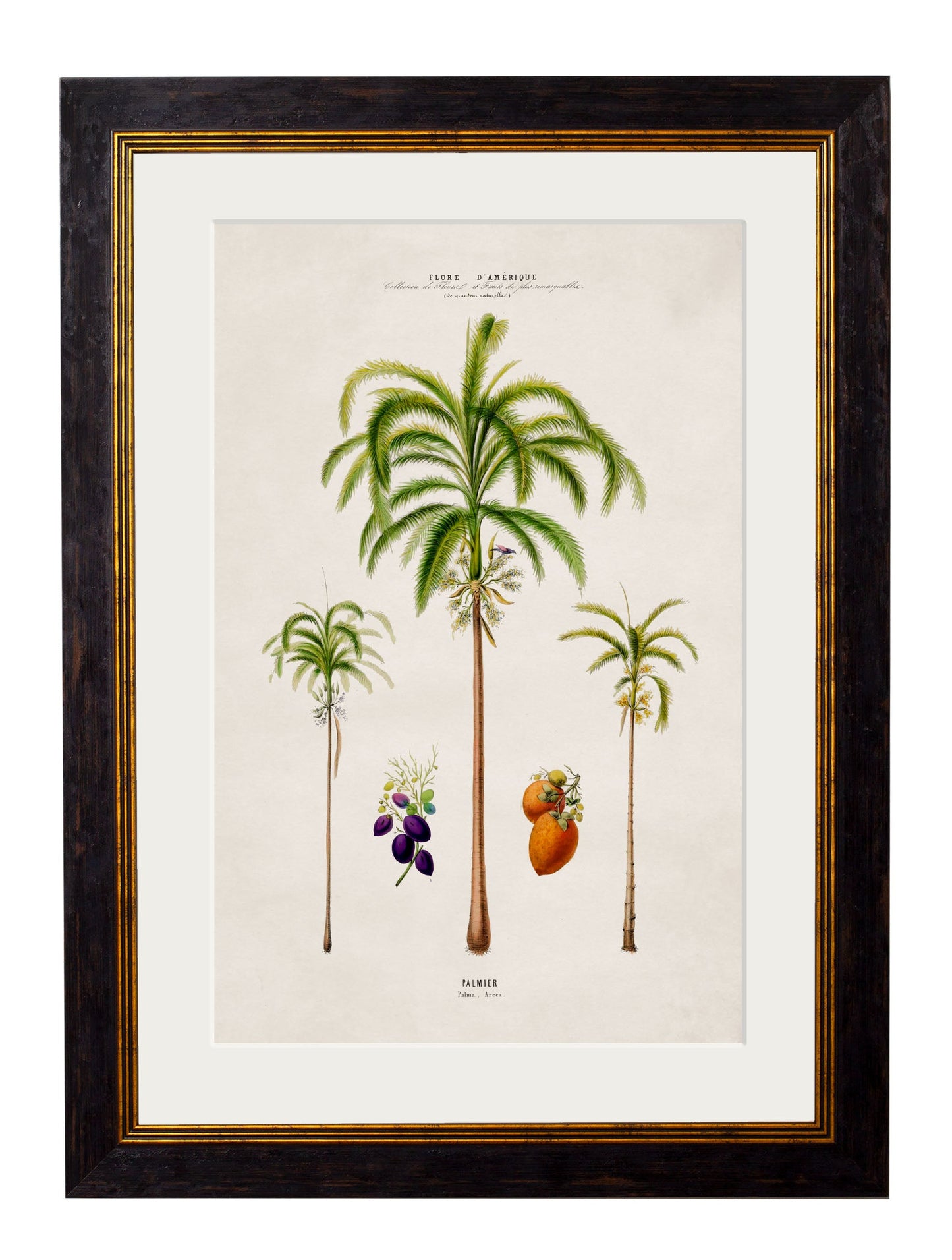 c 1843 macaw palm framed print in size 38 x 50cm - glass-fronted framed wall art print with solid wood frame, a beautiful addition to stylish homes