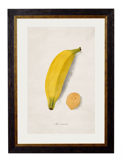 c 1886 study of peaches in size 38 x 50cm - glass-fronted framed wall art print with solid wood frame, ideal for modern interiors