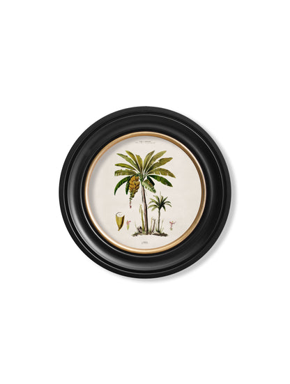 c 1843 studies of south american palm trees in round frames in size 70 x 70cm - glass-fronted framed wall art print with solid wood frame, a beautiful addition to stylish homes