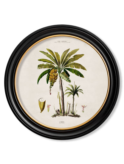 c 1843 studies of south american palm trees in round frames in size 44 x 44cm - glass-fronted framed wall art print with solid wood frame, luxury wall art for sophisticated spaces