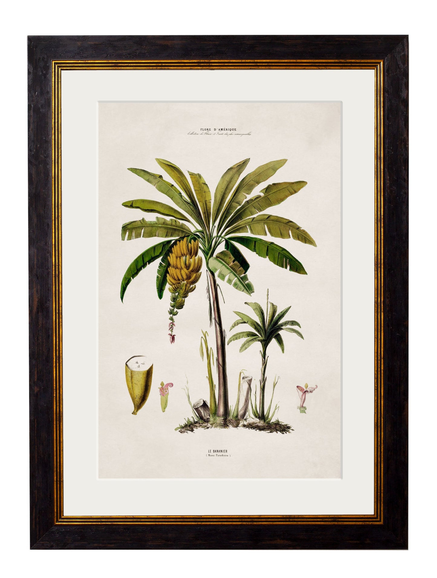 c 1843 macaw palm framed print in size 38 x 50cm - glass-fronted framed wall art print with solid wood frame, perfect for luxury home decor