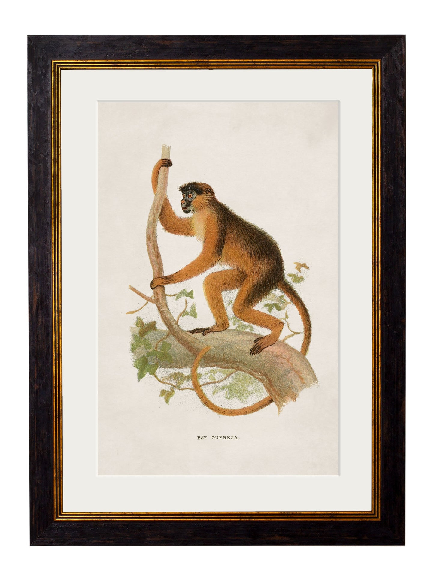 c 1910 collection of primates in size 38 x 50cm - glass-fronted framed wall art print with solid wood frame, ideal for modern interiors
